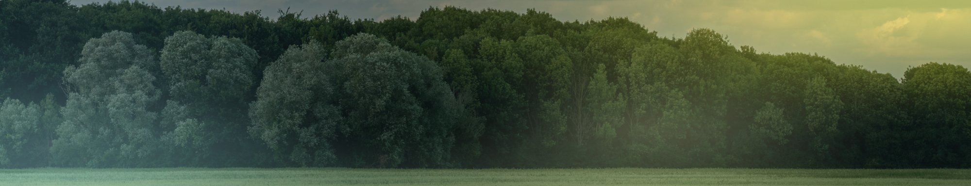 Solomon top background